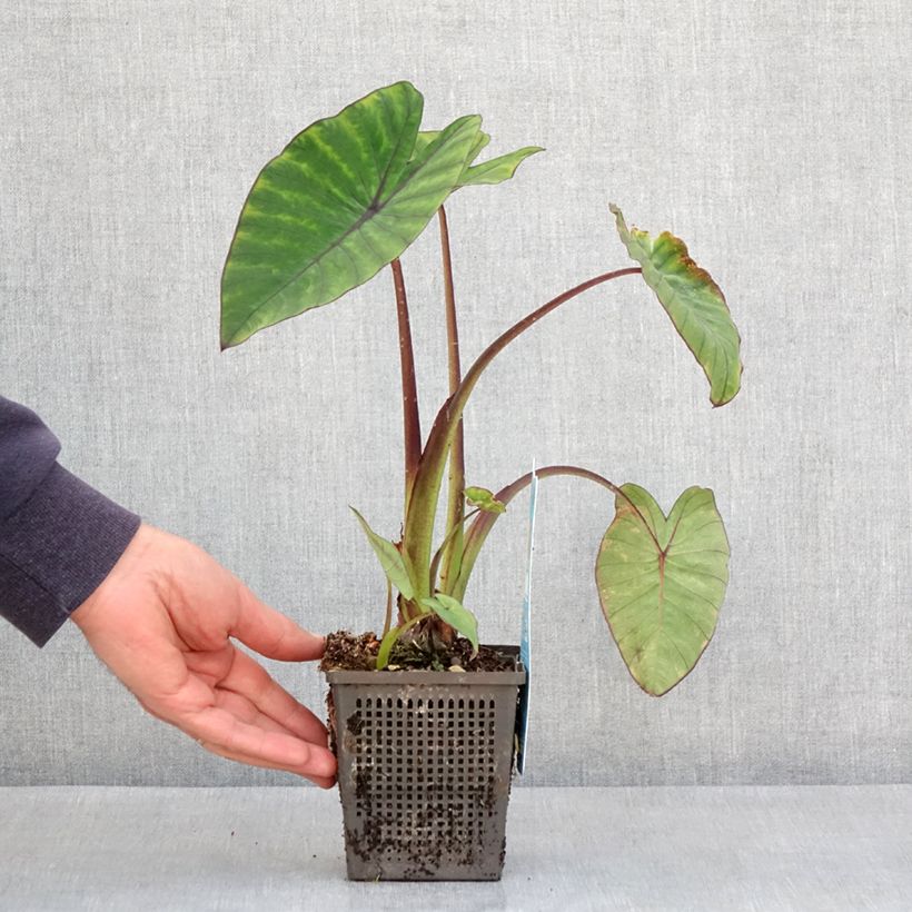Esimerkki keväällä toimitetusta Colocasia esculenta Fontanesii - Oreille d'éléphant Godet de 8/9 cm-taimesta
