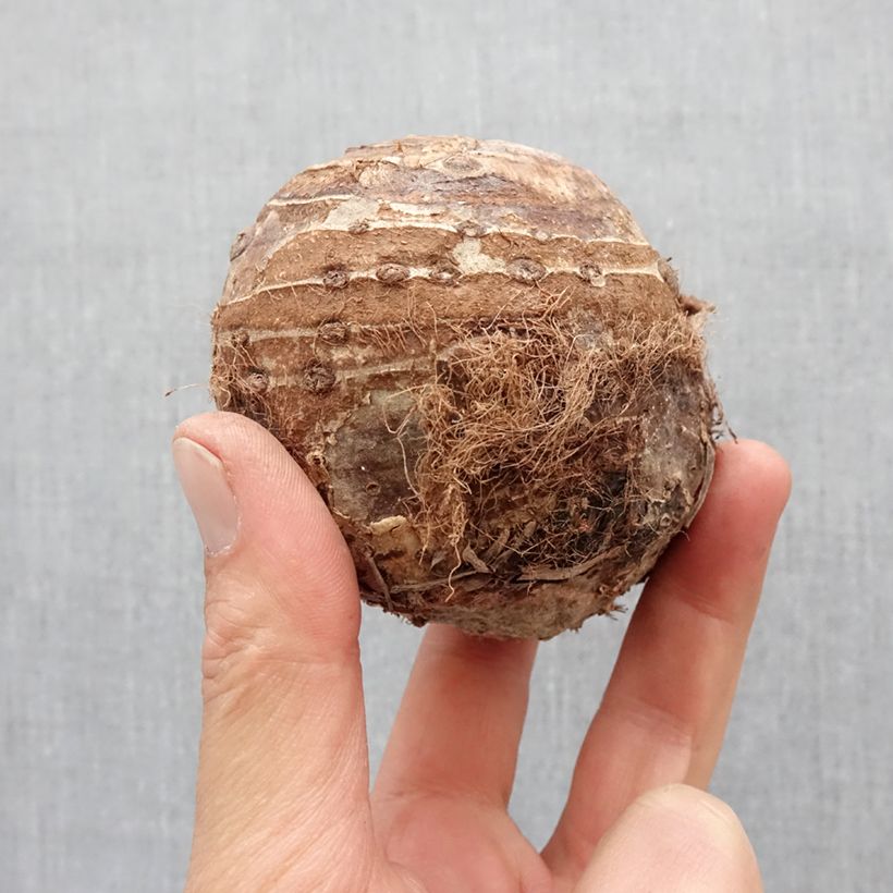 Example of Taaro - Colocasia esculenta Bulbe size 32+ as you get in printemps