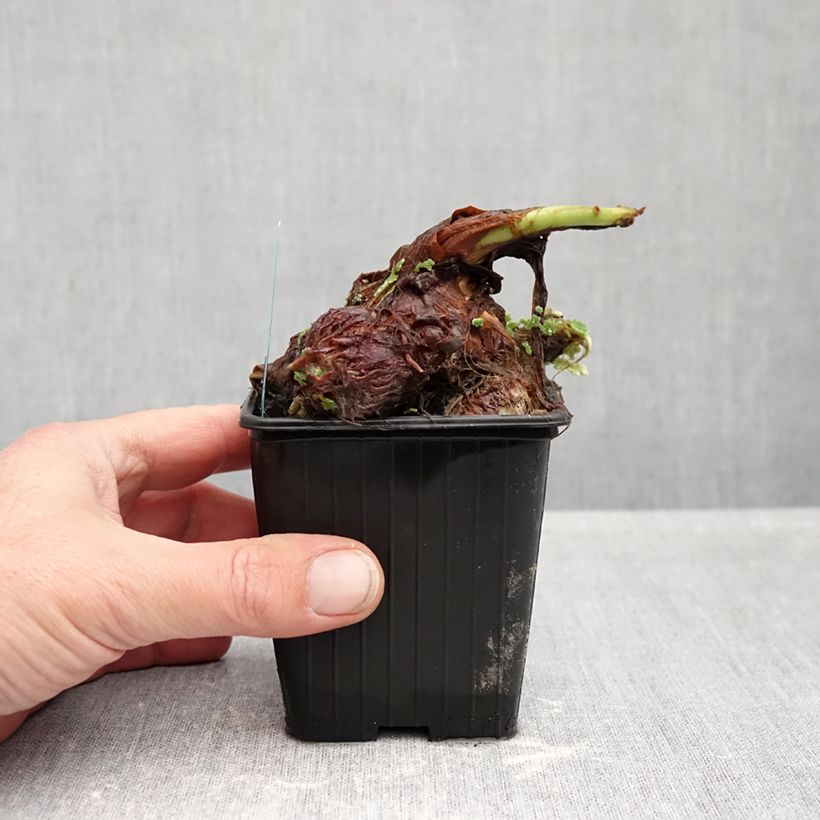 Example of Taaro - Colocasia esculenta Godet de 8/9 cm as you get in automne