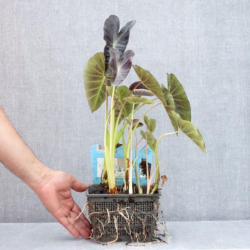 Esimerkki kesällä toimitetusta Taaro - Colocasia esculenta Pot de 4L/5L-taimesta