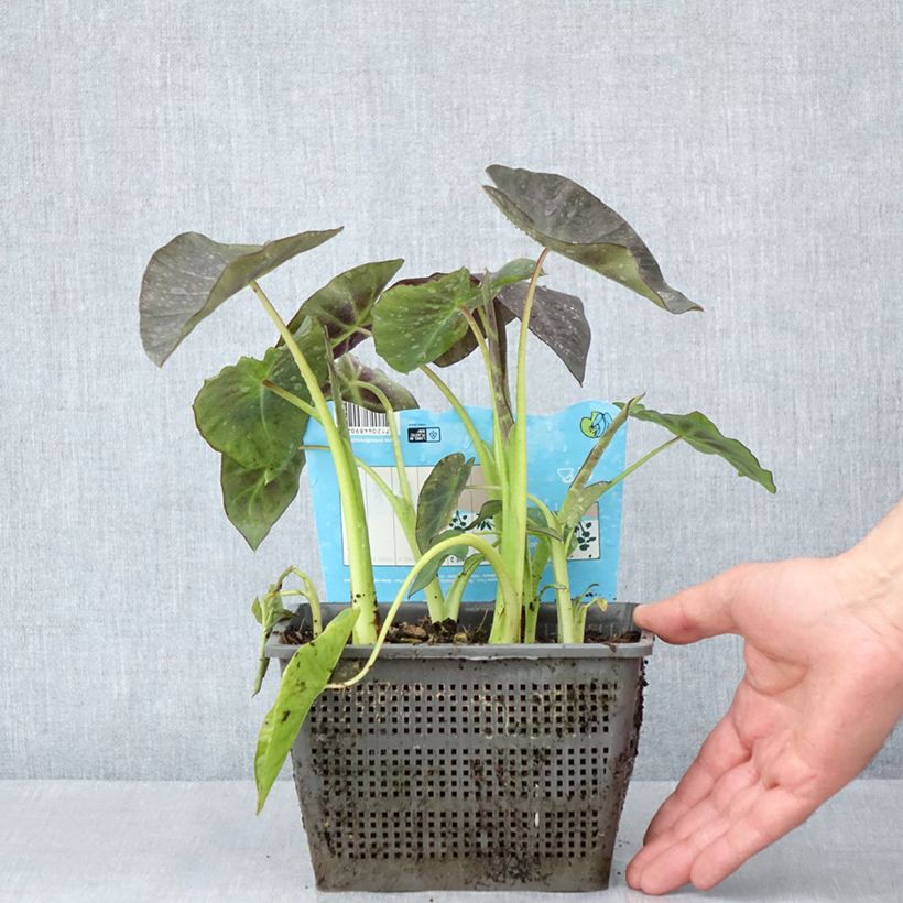 Example of Taaro - Colocasia esculenta Pot de 4L/5L as you get in printemps