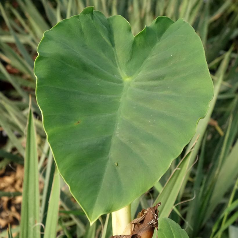 Taaro Jack's Giant (Foliage)