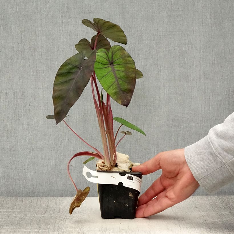 Example of Taaro Madeira Godet de 8/9 cm as you get in ete