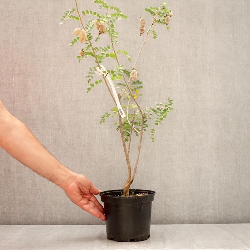 Esimerkki kesällä toimitetusta Keltarakkopensas - Colutea arborescens Pot de 2L/3L-taimesta