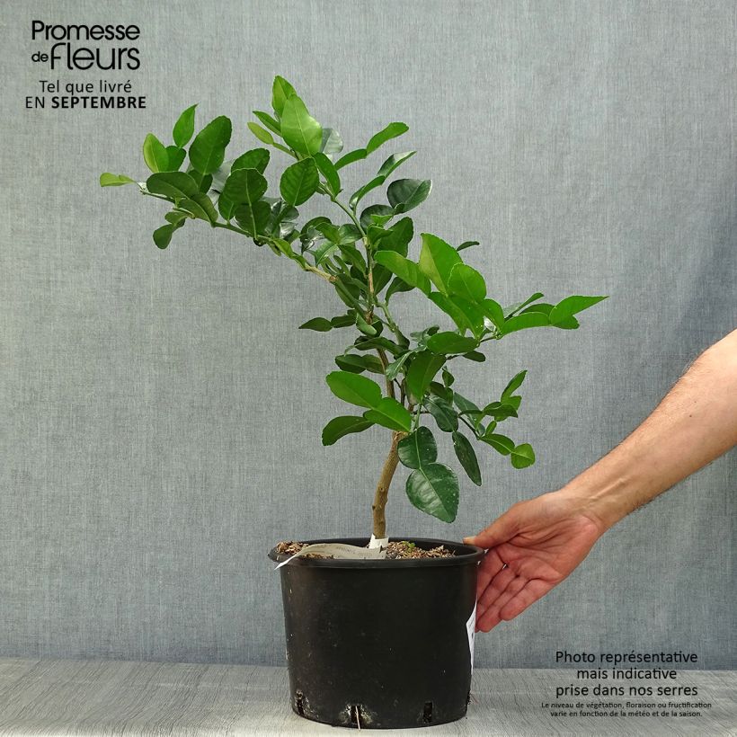 Esimerkki syksyllä toimitetusta Kaffirlimetti - Citrus hystrix 4 litran/5 litran ruukku-taimesta