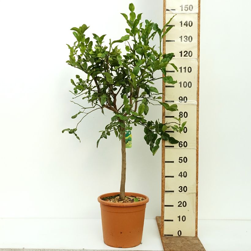 Esimerkki kesällä toimitetusta Kaffirlimetti - Citrus hystrix 18 litran/20 litran ruukku, Puolikorkea runko-taimesta