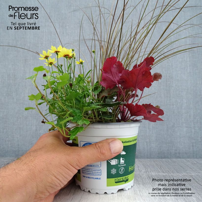 Esimerkki syksyllä toimitetusta Full of Joy -asetelma, 4 kasvia 12 cm / 13 cm ruukku-taimesta