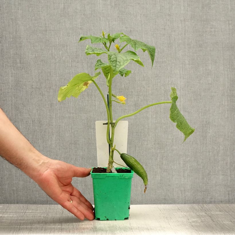 Esimerkki keväällä toimitetusta Kurkku Bella taimena 10 cm/11 cm ruukku-taimesta