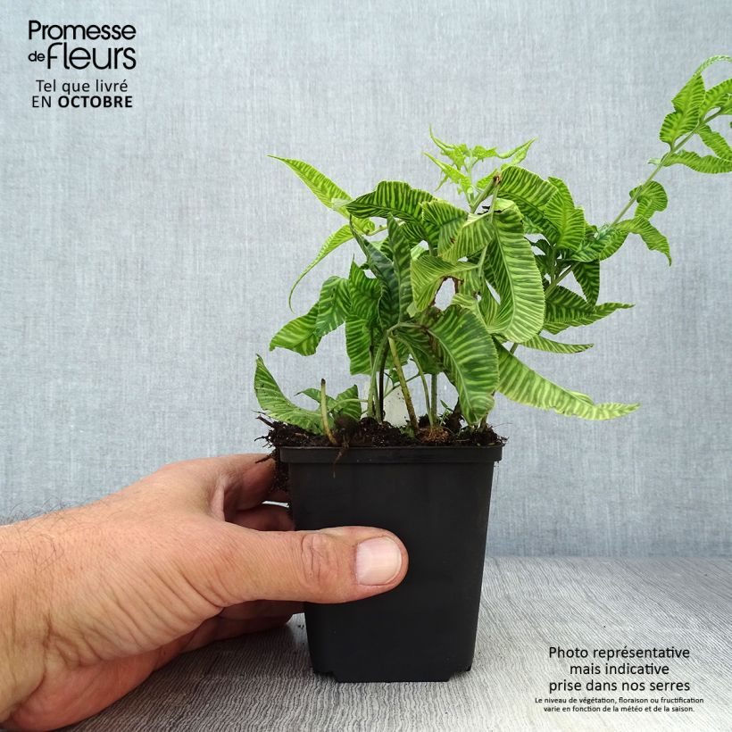 Esimerkki syksyllä toimitetusta Coniogramme emeiensis 8/9 cm taimiruukku-taimesta