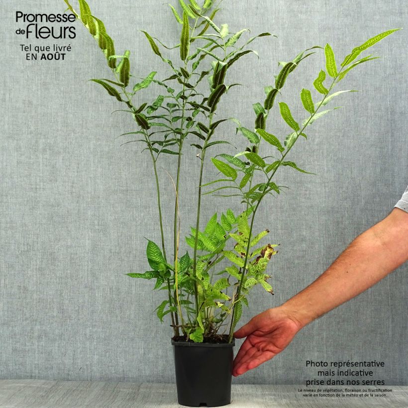 Esimerkki kesällä toimitetusta Coniogramme emeiensis Pot de 2L/3L-taimesta