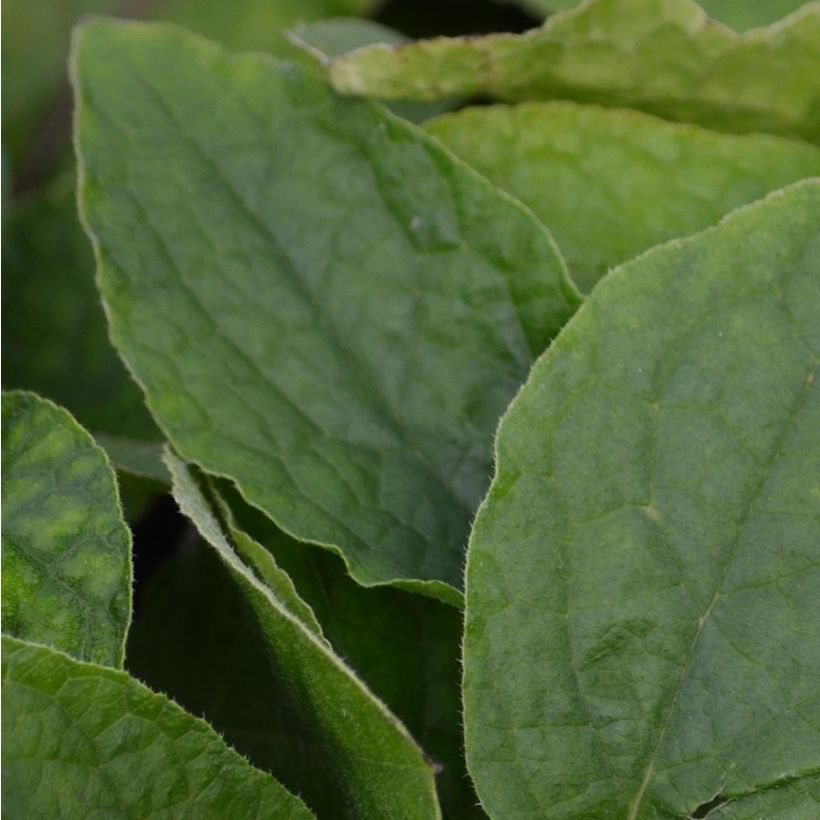 Raunioyrtti - Symphytum grandiflorum (Lehvistö)