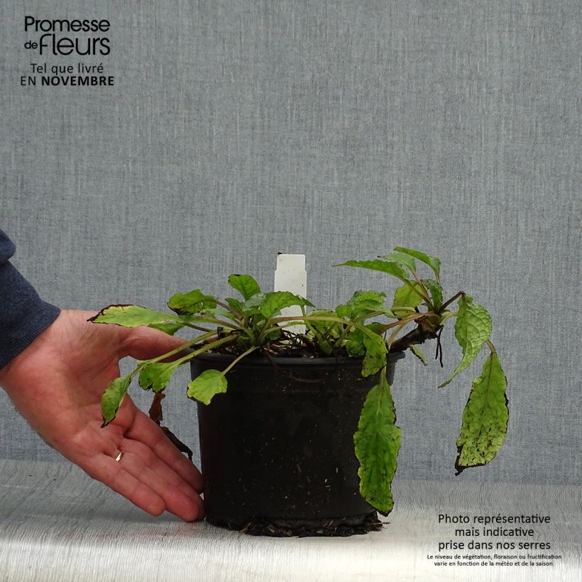 Esimerkki syksyllä toimitetusta Raunioyrtti - Symphytum grandiflorum 2 litran/3 litran ruukku-taimesta
