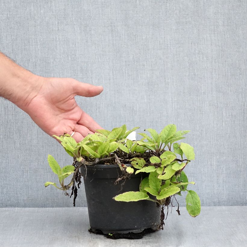 Esimerkki kesällä toimitetusta Raunioyrtti - Symphytum grandiflorum Ruukku 2L / 3L-taimesta