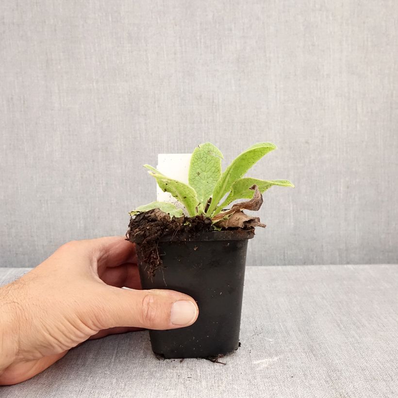 Esimerkki syksyllä toimitetusta Raunioyrti - Symphytum azureum 8/9 cm taimiruukku-taimesta