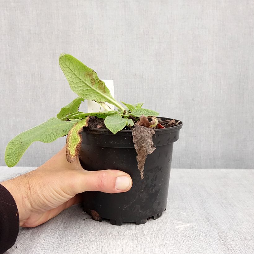 Esimerkki syksyllä toimitetusta Raunioyrti - Symphytum azureum 2 litran/3 litran ruukku-taimesta