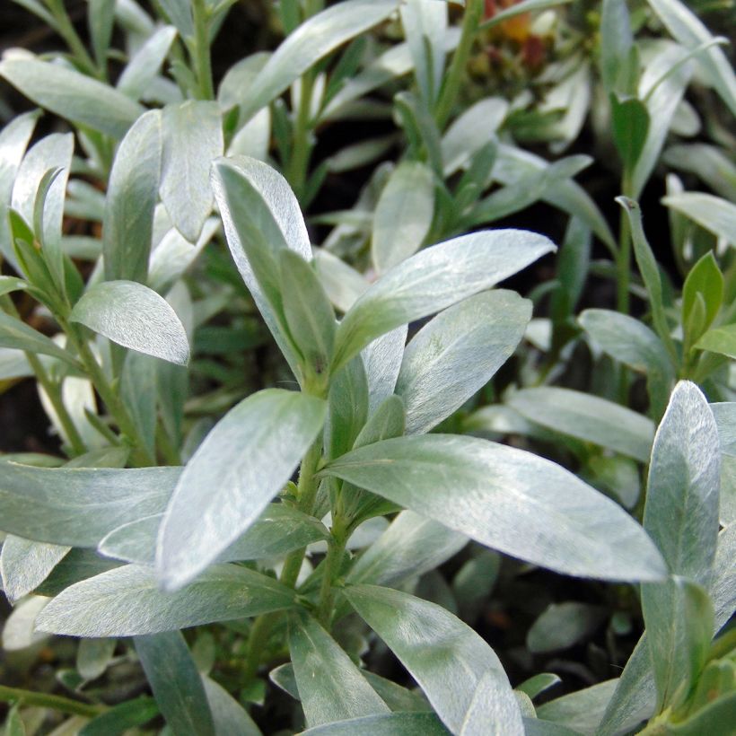 Silkkikierto - Convolvulus cneorum (Foliage)