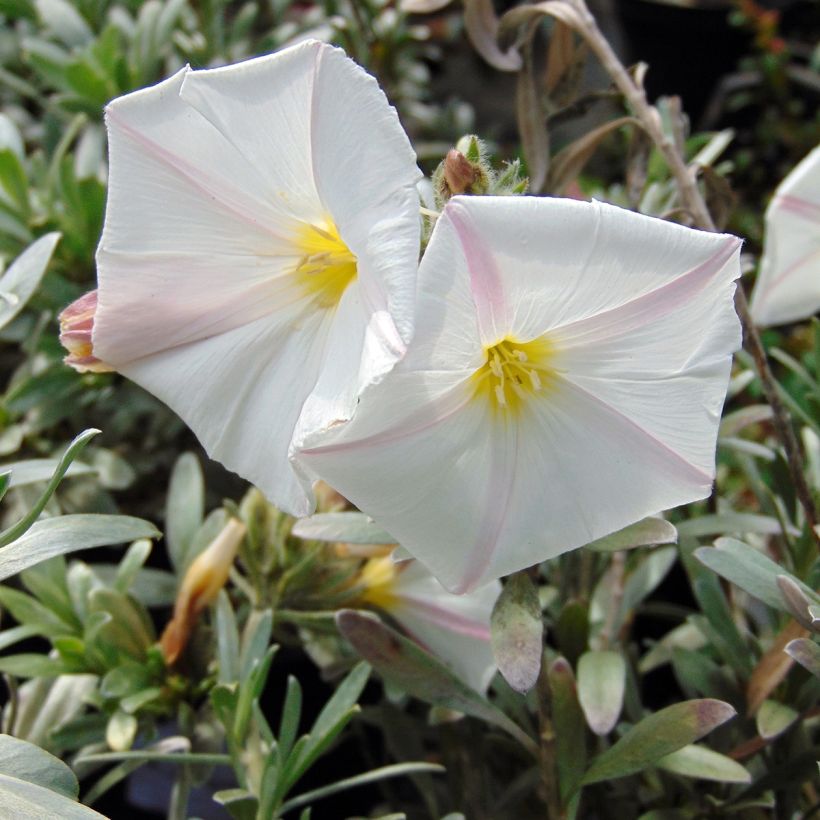 Silkkikierto - Convolvulus cneorum (Flowering)