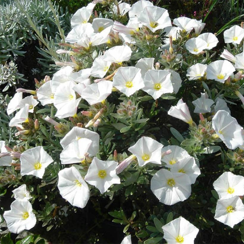 Silkkikierto - Convolvulus cneorum (Plant habit)