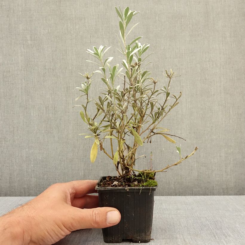 Esimerkki kesällä toimitetusta Silkkikierto - Convolvulus cneorum 8/9 cm taimiruukku-taimesta