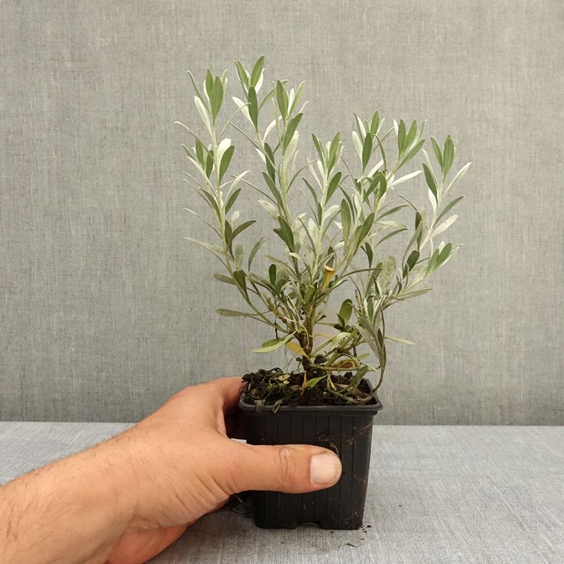 Esimerkki keväällä toimitetusta Silkkikierto - Convolvulus cneorum Taimiruukku 8/9 cm-taimesta