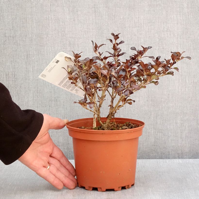 Esimerkki talvella toimitetusta Koprosma Chocolate Soldier 2 litran/3 litran ruukku-taimesta