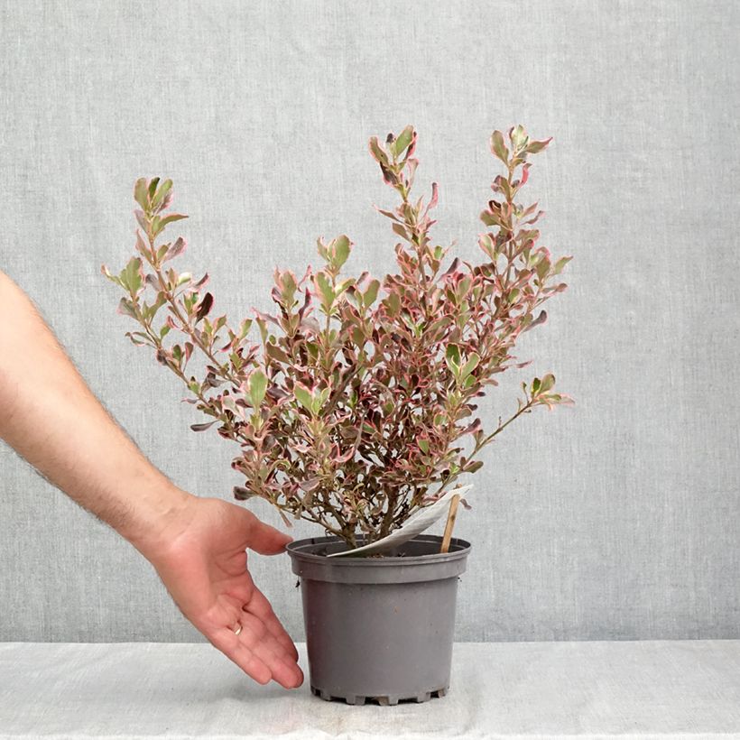 Esimerkki kesällä toimitetusta Koprosma Pacific Dawn Pot de 2L/3L-taimesta