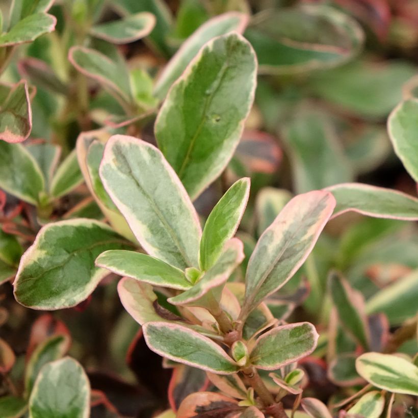 Koprosma Pacific Dawn (Lehvistö)