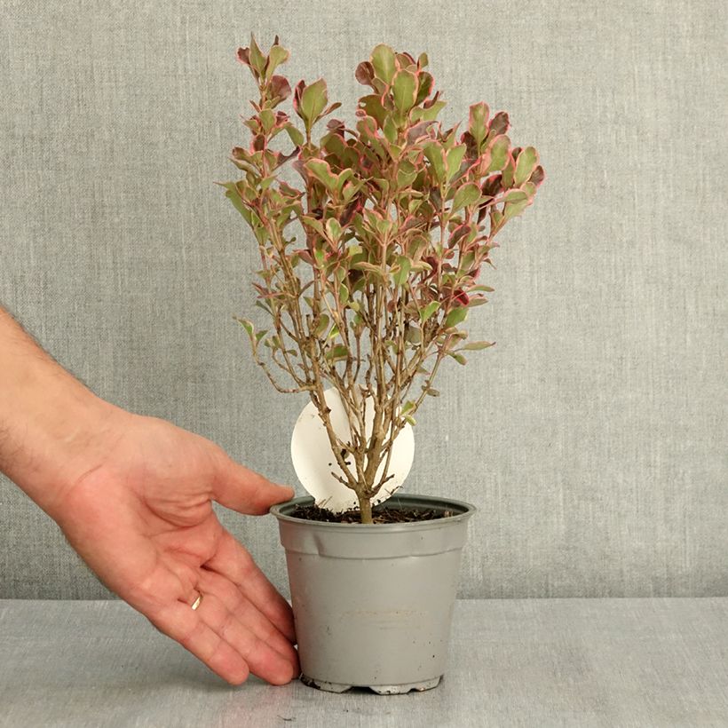Esimerkki kesällä toimitetusta Koprosma Eclipse 12 cm / 13 cm ruukku-taimesta