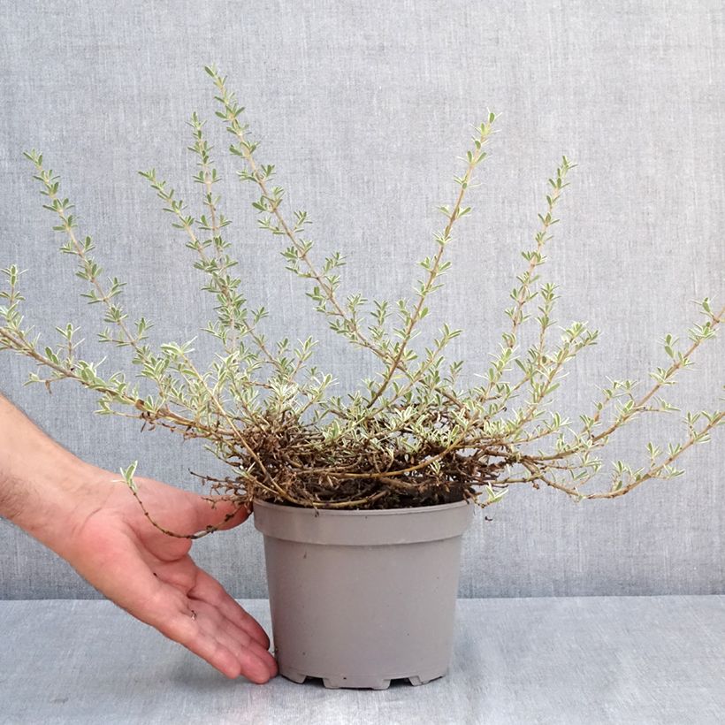 Esimerkki kesällä toimitetusta Koprosma variegata 2 litran/3 litran ruukku-taimesta