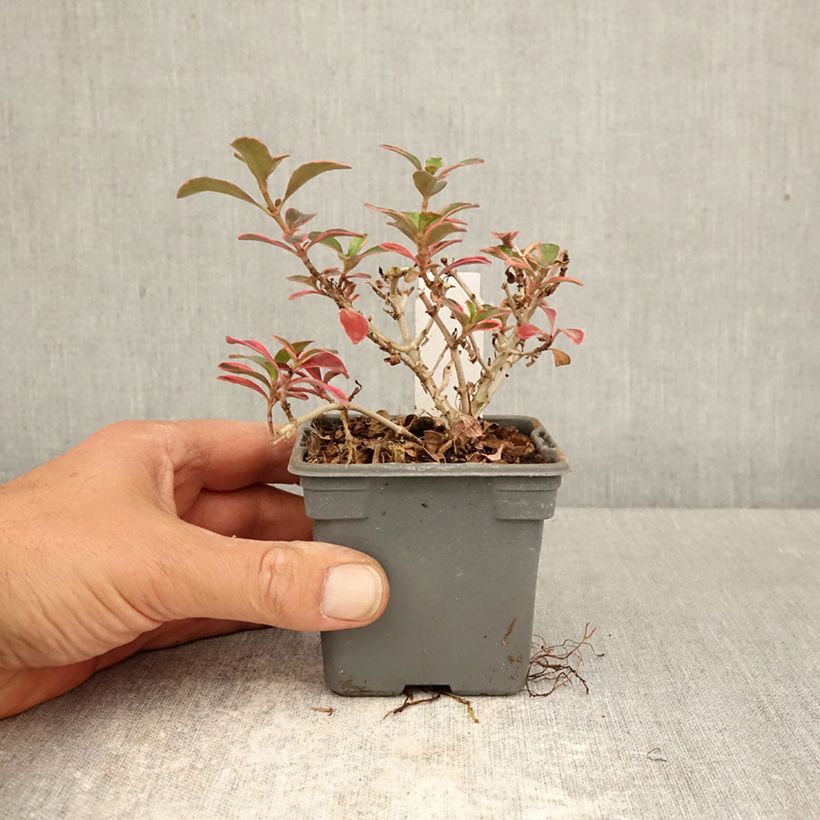 Esimerkki keväällä toimitetusta Koprosma Fire Burst Taimiruukku 8/9 cm-taimesta