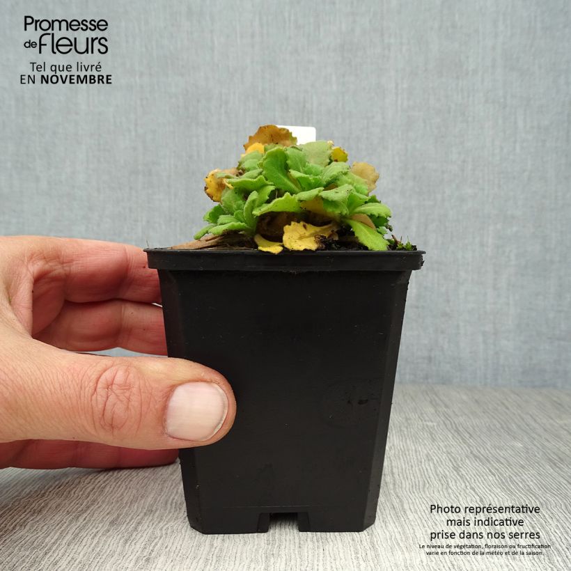 Esimerkki syksyllä toimitetusta Kaukasianpitkäpalko Bakkely 8/9 cm taimiruukku-taimesta