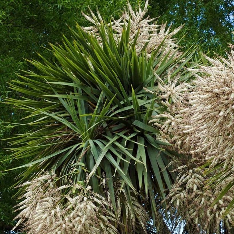 Liljapuut - Cordyline australis (Lehvistö)