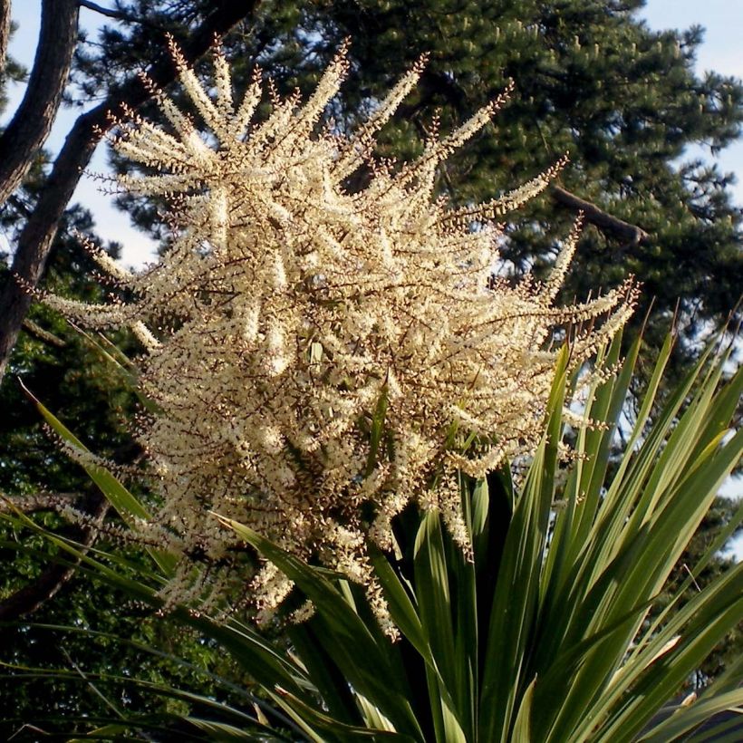 Liljapuut - Cordyline australis (Kukinta)