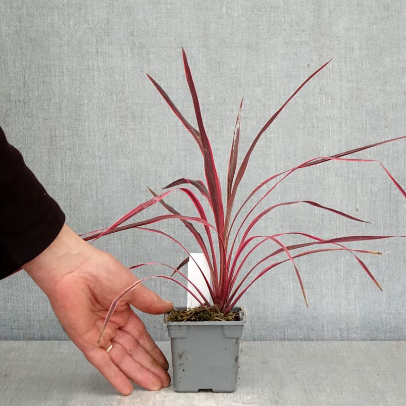 Esimerkki keväällä toimitetusta Liljapuut Cherry Sensation Taimiruukku 8/9 cm-taimesta