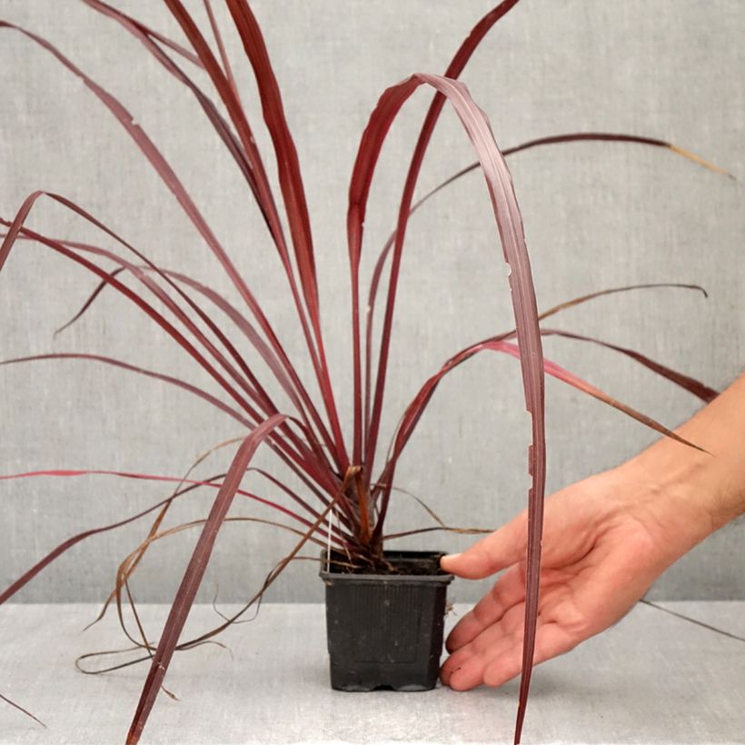 Esimerkki syksyllä toimitetusta Liljapuut Design a Line Burgundy 8/9 cm taimiruukku-taimesta