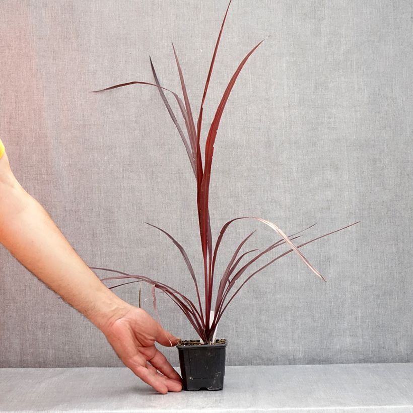 Esimerkki kesällä toimitetusta Liljapuut Design a Line Burgundy 8/9 cm taimiruukku-taimesta