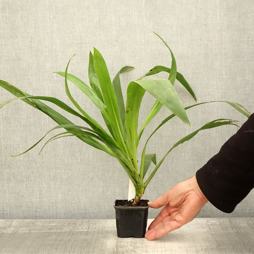 Esimerkki syksyllä toimitetusta Liljapuut Emerald Star 8/9 cm taimiruukku-taimesta