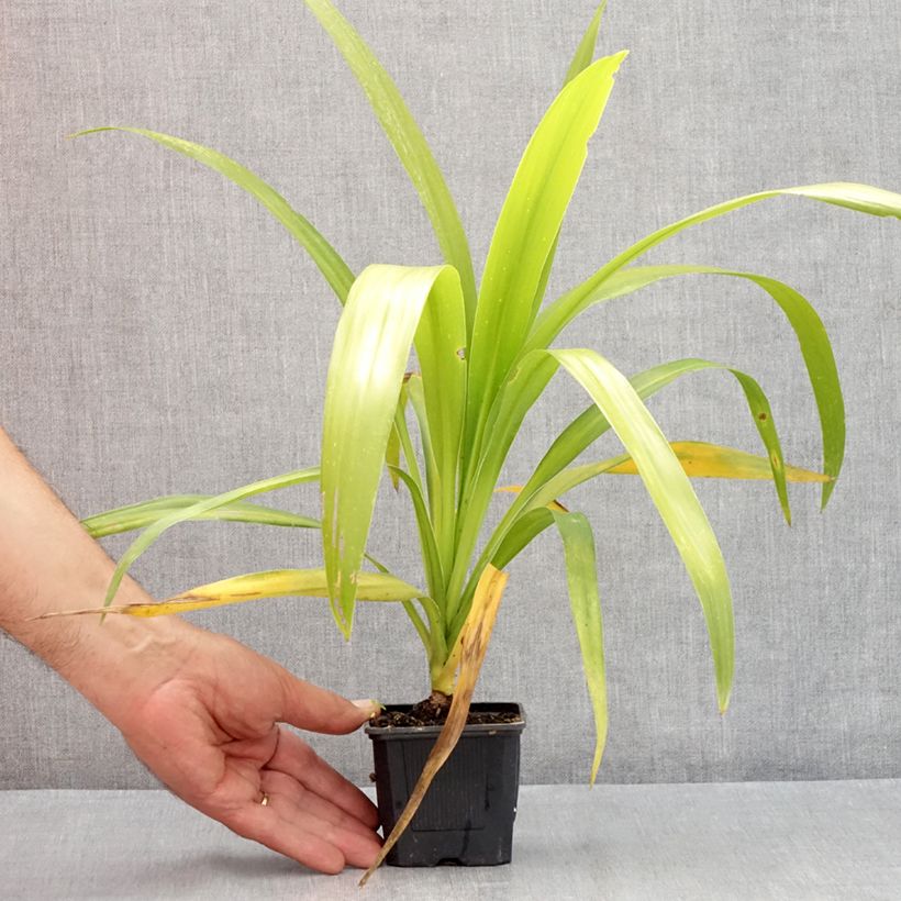 Esimerkki kesällä toimitetusta Liljapuut Emerald Star 8/9 cm taimiruukku-taimesta