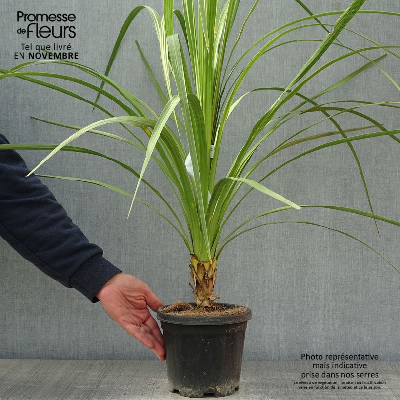 Esimerkki syksyllä toimitetusta Liljapuut - Cordyline australis 3 litran/4 litran ruukku-taimesta