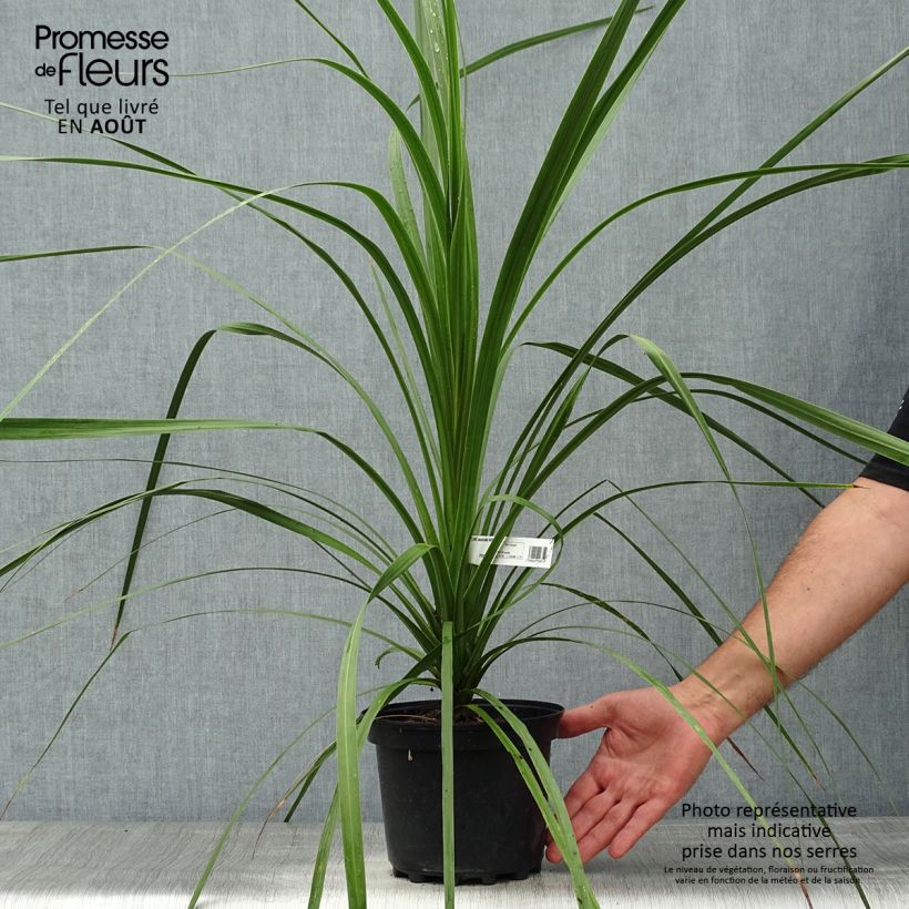 Esimerkki kesällä toimitetusta Liljapuut - Cordyline australis Ruukku 3L / 4L-taimesta