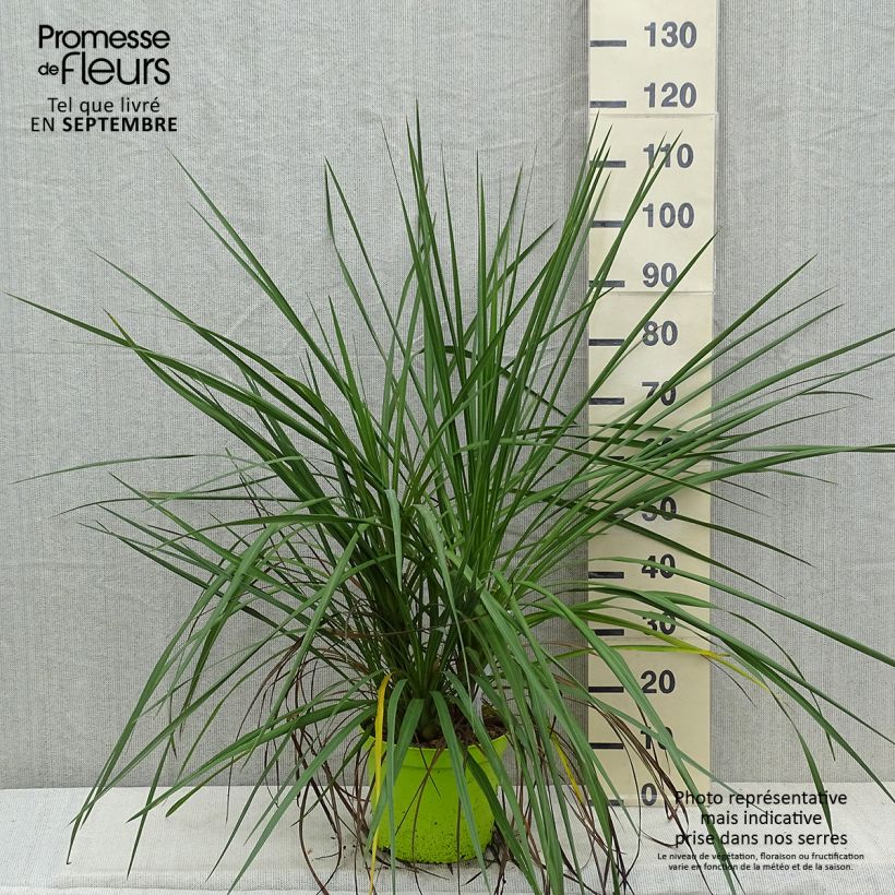 Esimerkki syksyllä toimitetusta Liljapuut - Cordyline australis 6 litran/7 litran ruukku-taimesta
