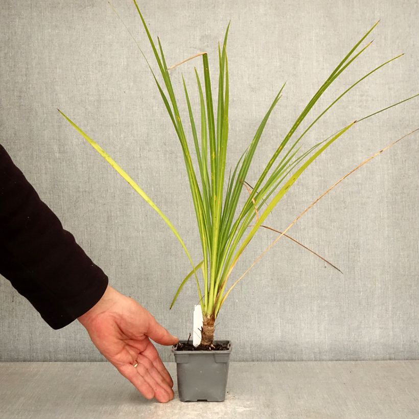 Esimerkki keväällä toimitetusta Liljapuut - Cordyline australis Taimiruukku 8/9 cm-taimesta