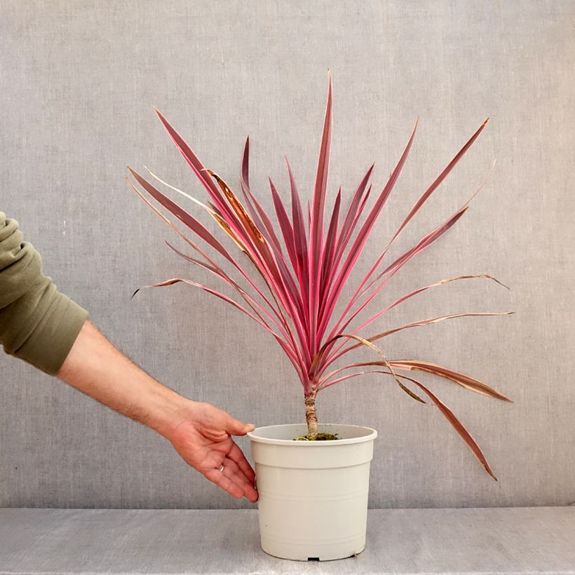 Esimerkki kesällä toimitetusta Liljapuut Pink passion Pot de 4L/5L-taimesta
