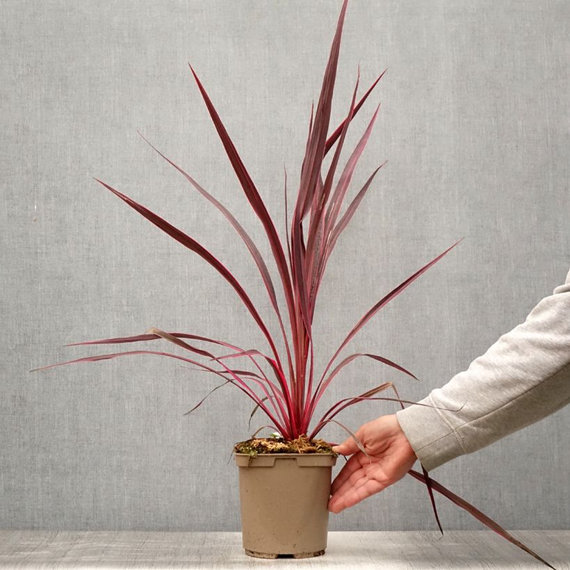 Esimerkki kesällä toimitetusta Liljapuut Electric Pink Pot de 3L/4L-taimesta