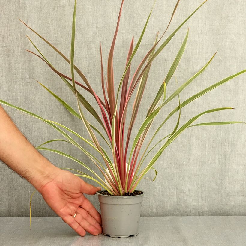 Esimerkki kesällä toimitetusta Liljapuut Can Can 12 cm / 13 cm ruukku-taimesta