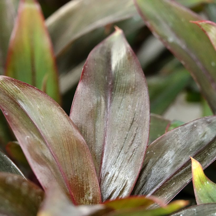 Viherliljapuu Purple Compacta (Lehvistö)
