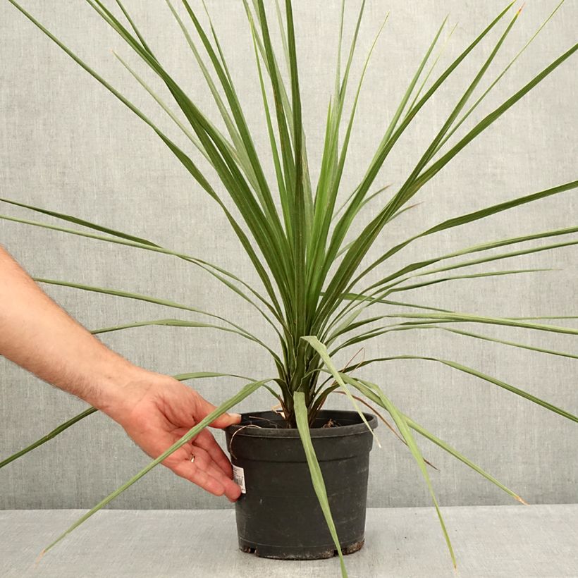 Esimerkki kesällä toimitetusta Cordyline indivisa Ruukku 3L / 4L-taimesta
