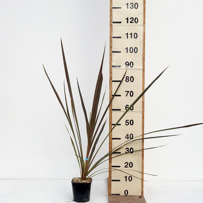 Esimerkki keväällä toimitetusta Liljapuut Electric Star Pot de 1,5L/2L-taimesta