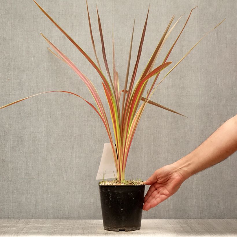 Esimerkki kesällä toimitetusta Liljapuut Electric Star Pot de 3L/4L-taimesta