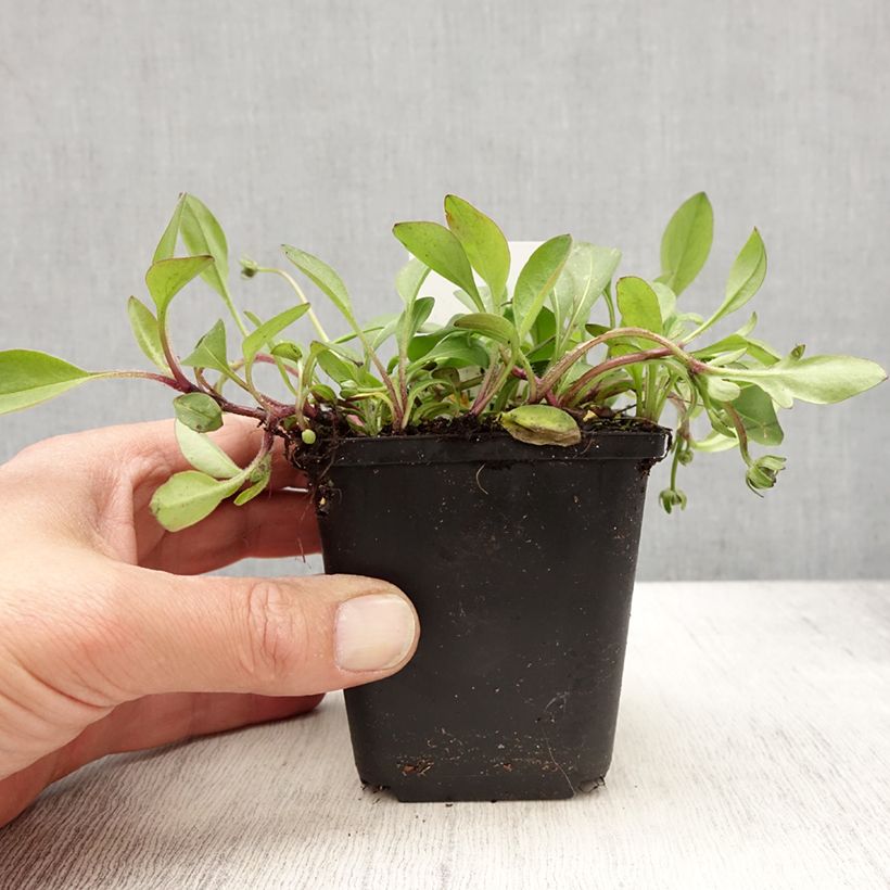 Esimerkki keväällä toimitetusta Korvakaunosilmä Elfin Gold Godet de 8/9 cm-taimesta